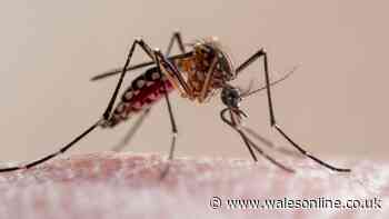 Mosquitoes won't come inside home if you place one fruit on beside window
