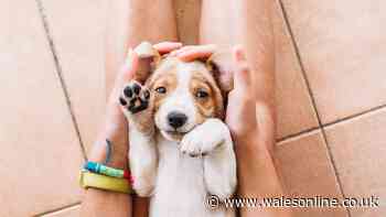 Real reason dogs love belly rubs - and it's too cute