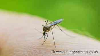 Banish mosquitoes from your home by placing one fruit on windowsill