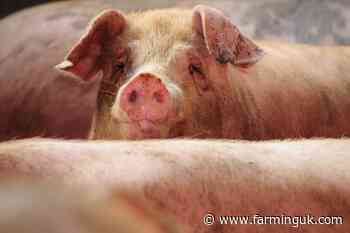 Defra extends pig sector survey as market pressure mounts
