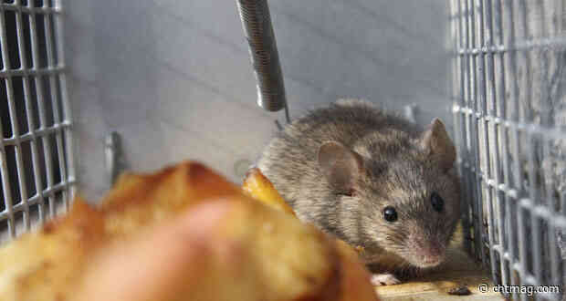 CIEH responds after B&M Retail Ltd fined £2m for serious food hygiene failings linked to mice infestations