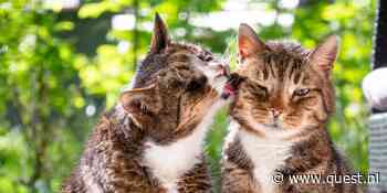 Waarom likken katten aan elkaar? Dat is niet alleen uit liefde