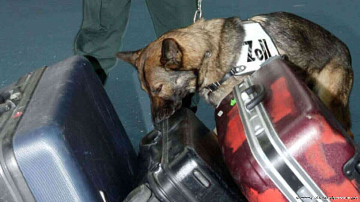 Kokain-Fund am Frankfurter Flughafen: Spürhund entdeckt Drogen im Millionenwert