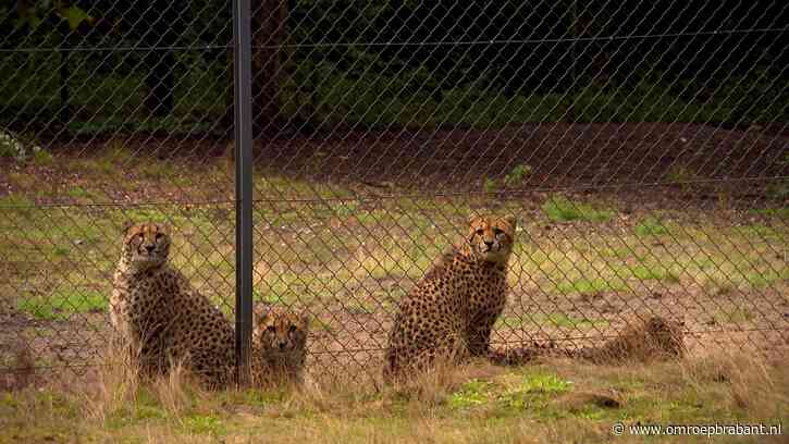 Cheeta ontsnapte via een boom uit verblijf Beekse Bergen: ‘Is weggehaald’