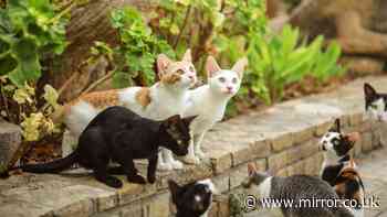 Anyone who spots stray cats on holiday urged to do one thing