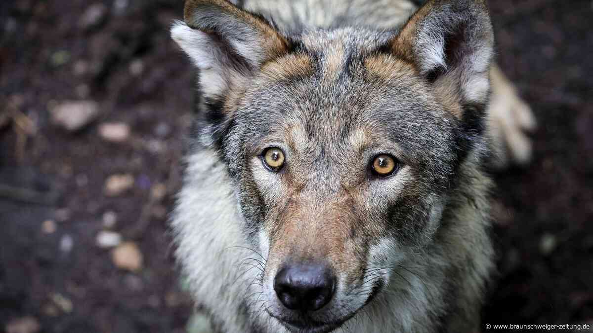 Hat ein Hund ein Kind in Italien vor dem Wolf bewahrt? Bürgermeister widerspricht