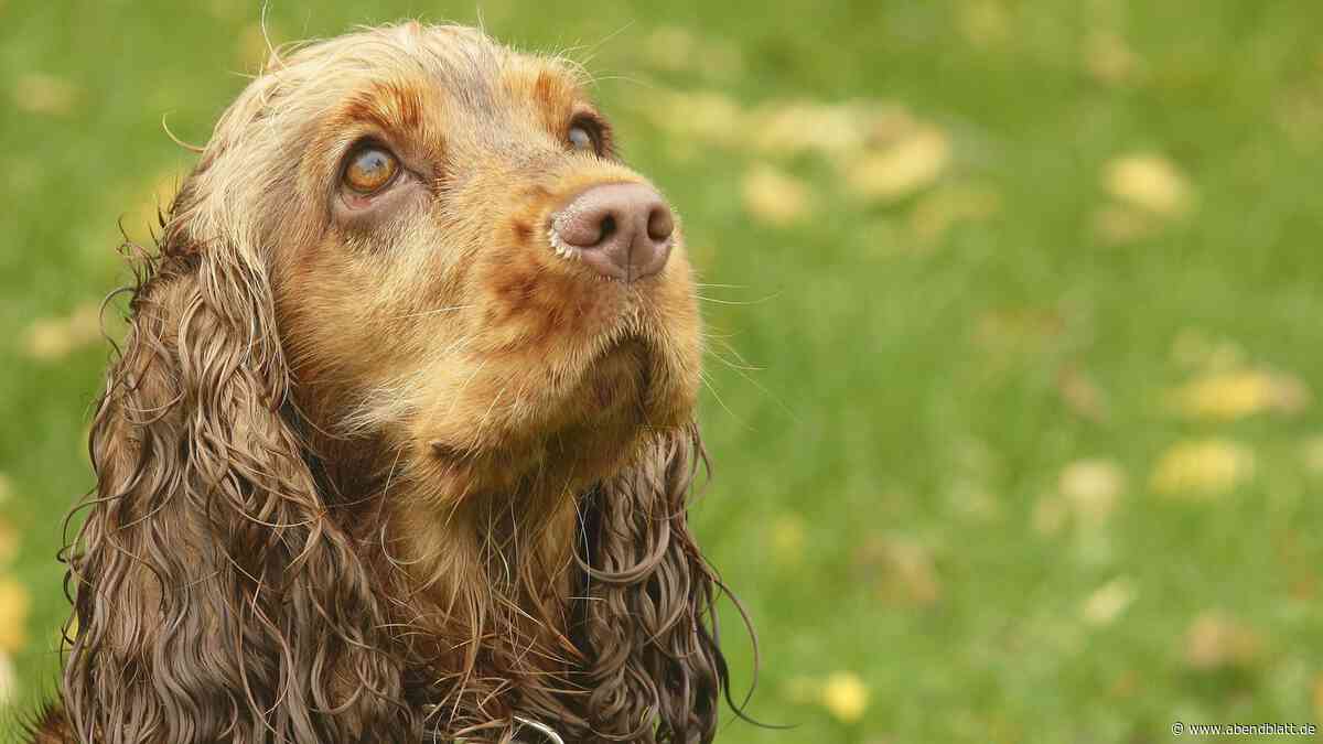 Beim Gassigehen an der Fuhle überfallen: Mann versucht, Hund zu stehlen