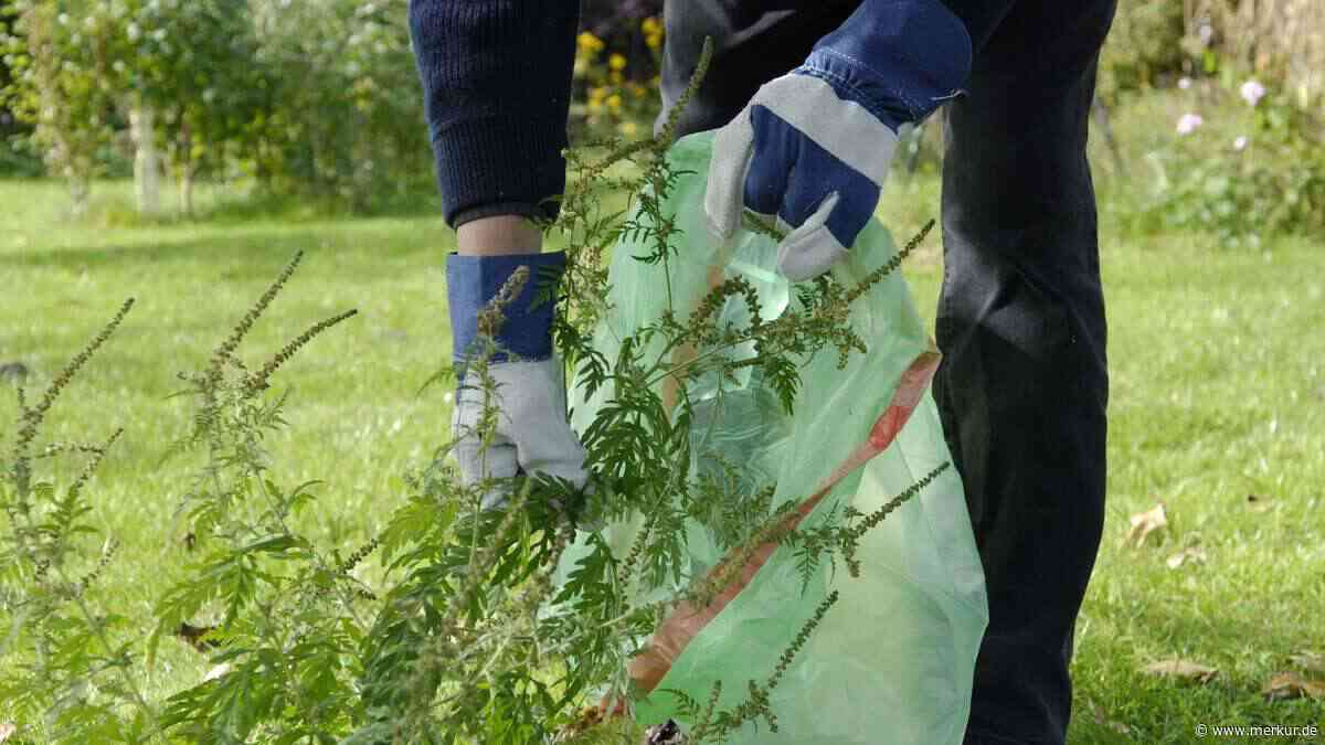 Milliarden Pollen-Bomben: Diese Pflanze ist der Albtraum für jeden Gärtner