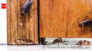 Think your home is sealed? These hidden entry points could be letting cockroaches in every night