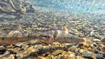 Parks Canada works to protect threatened westslope cutthroat trout