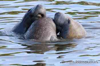 Florida Manatees Could Now Be Legally Killed Under Trump's New Endangered Species Rule