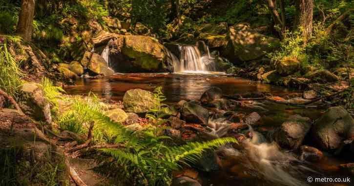 This ‘magical’ forest trail is the best walk in the UK