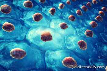 Could Young Stem Cells Be the Key to Healthier Aging?