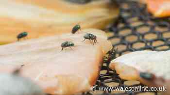 Keep flies away from picnic food by placing 1 natural item by your food
