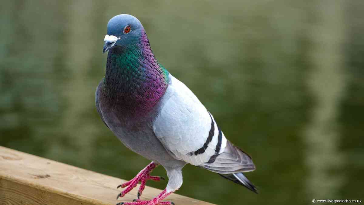 'I banished pigeons from my garden by using old household item everyone has'