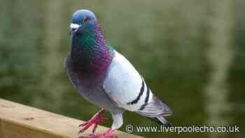 'I banished pigeons from my garden by using old household item everyone has'