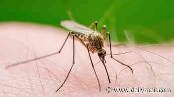 World Health Organisation warns about deadly West Nile virus rapidly spreading through European countries popular with British holidaymakers