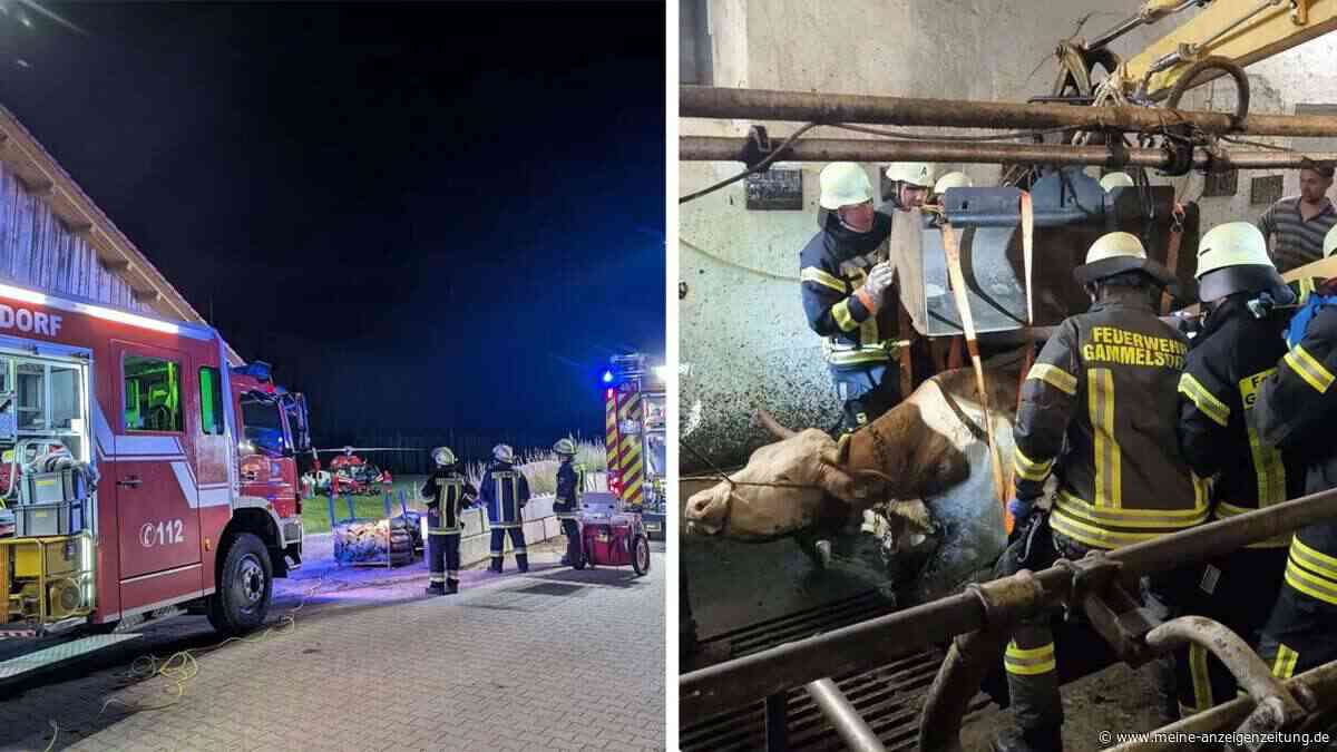 Verletzter Landwirt braucht einen Hubschrauber, seine eingestürzte Kuh die Feuerwehr