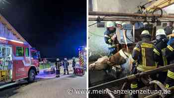 Verletzter Landwirt braucht einen Hubschrauber, seine eingestürzte Kuh die Feuerwehr