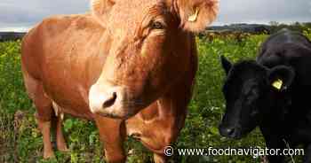 Will the beef tallow trend come to Europe?