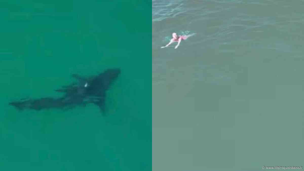Nuota indisturbato tra i bagnanti e sfiora anche alcuni bambini: il video del grande squalo bianco ripreso dal drone è impressionante