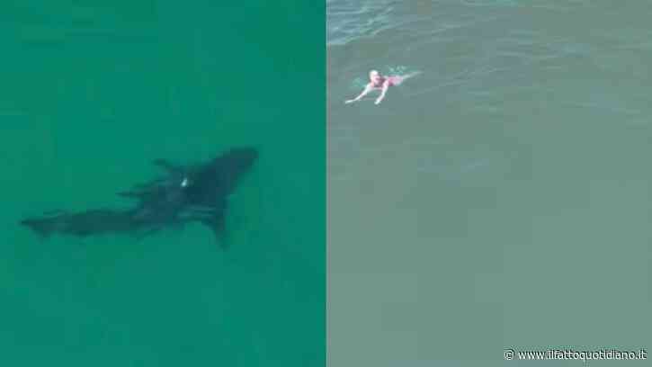 Nuota indisturbato tra i bagnanti e sfiora anche alcuni bambini: il video del grande squalo bianco ripreso dal drone è impressionante