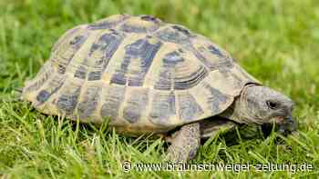 Landschildkröten und ihre Geheimnisse: Experten geben in Peine Tipps