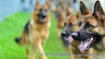 Schäferhunde aus ganz Europa in Helmstedt – wer hat den schönsten?