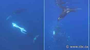 Orcas filmed smashing sunfish to smithereens
