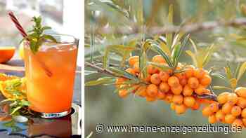 Die „Zitrone des Nordens“ im Glas: So bereiten Sie einen Andalö Spritz richtig zu