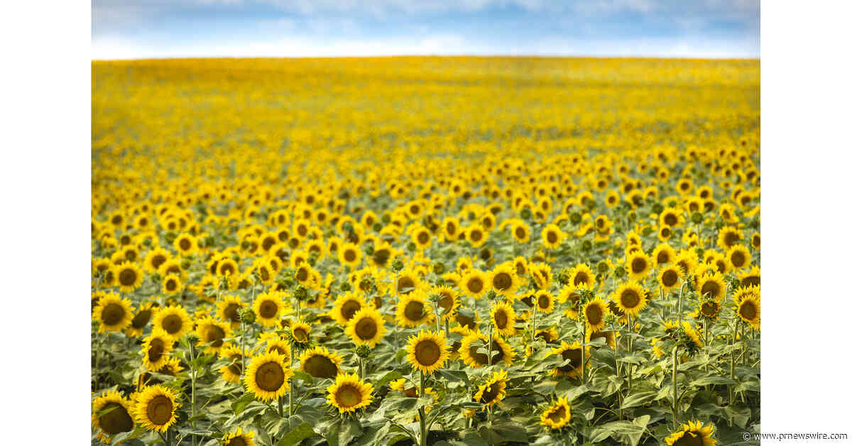 North Dakota Welcomes Travelers for Peak Sunflower Season