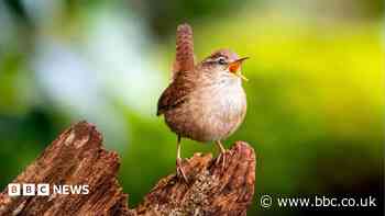 Scientists find the secret of birdsong's 'spectacular diversity'