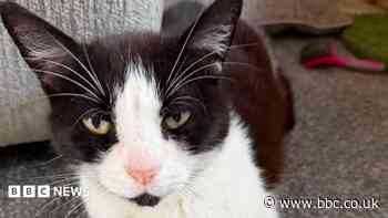 Tearful owner reunited with cat after eight years