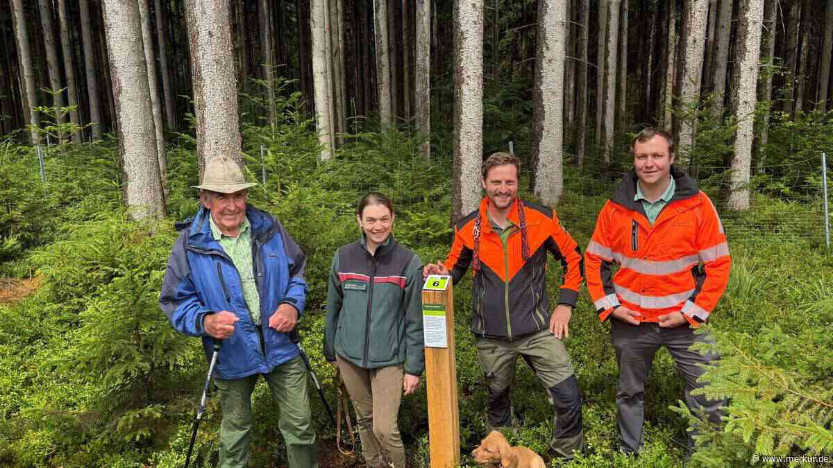 Ein ganz besonderer Spaziergang durch den Wald