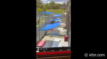 Watch: Dog scales 7-foot fence at Cleveland kennel