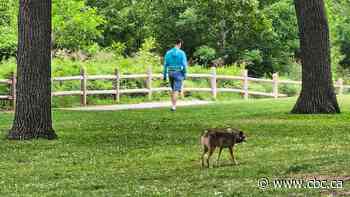 Cities may be going too easy on coyotes, researcher says