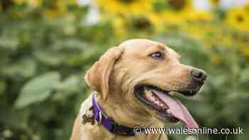 Man in court after dog eats neighbour's drone - judge decision makes him laugh