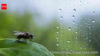 Scientists discover humidity may help control insects' biological clocks, not just light and temperature