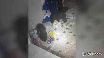 Home invader turns out to be bear cubs