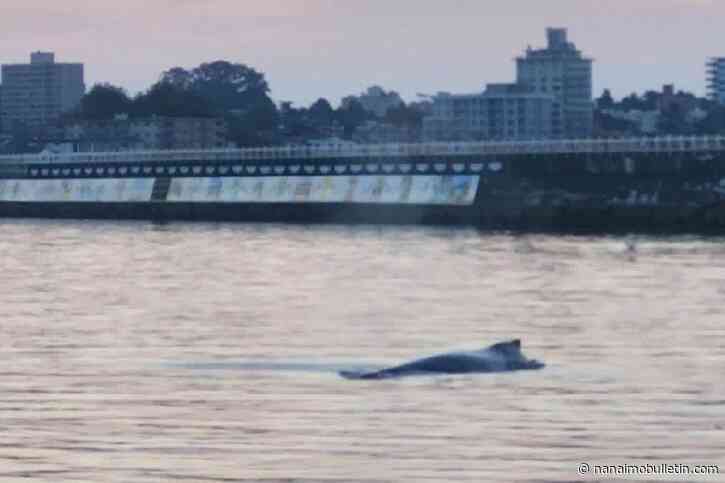 VIDEO: Happy hump day: Vancouver Island angler reels in whale of a surprise