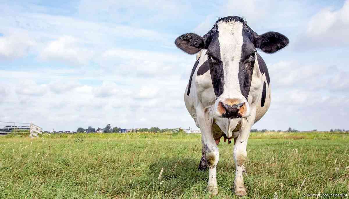 Boeren zetten koeien om in crypto voor leningen