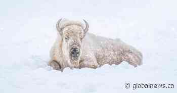 The Assiniboine Park Zoo’s ‘cherished’ white bison, Blizzard, has died