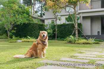 Avani Puts a “Paws” on Pet Fees as Dogs Stay Free for International Dog Day