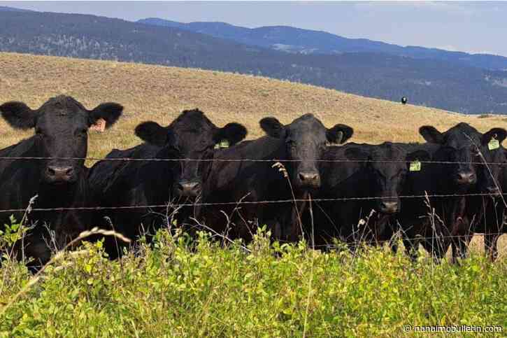 Shuswap farmers call for better water management as fish protection order looms