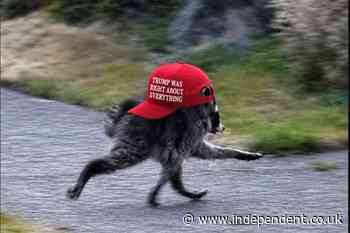 Anger after White House makes Jimothy the mutant raccoon MAGA