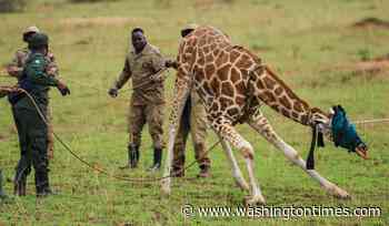 Giraffes given a new home in Uganda to escape oil drilling in the country's largest park