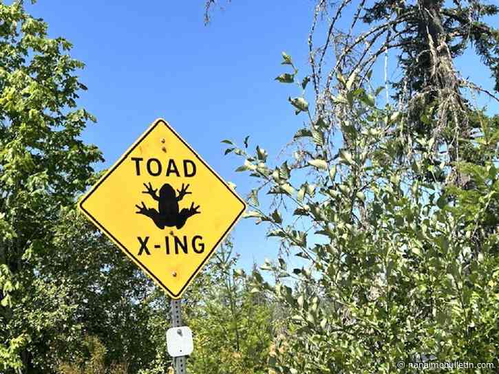 Toad migration well underway in rural Cowichan