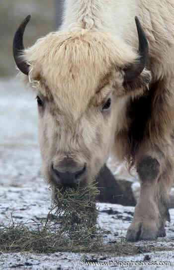 Longtime Assiniboine Park Zoo resident Blizzard the bison dies