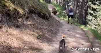 Charges laid against 2 hikers with off-leash dog followed by grizzly in Banff