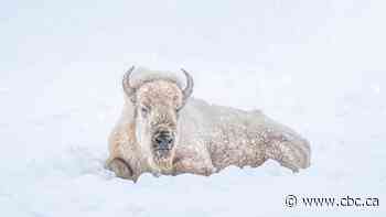 Iconic white bison dies after procedure at Winnipeg's Assiniboine Park Zoo
